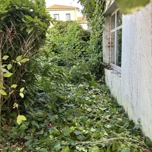 Avant — végétation envahissante le long d’un mur
