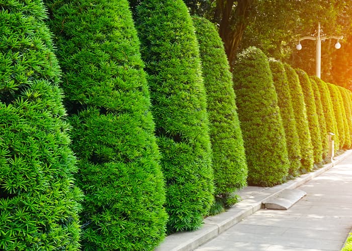 Planter une haie mixte : le meilleur choix pour la biodiversité