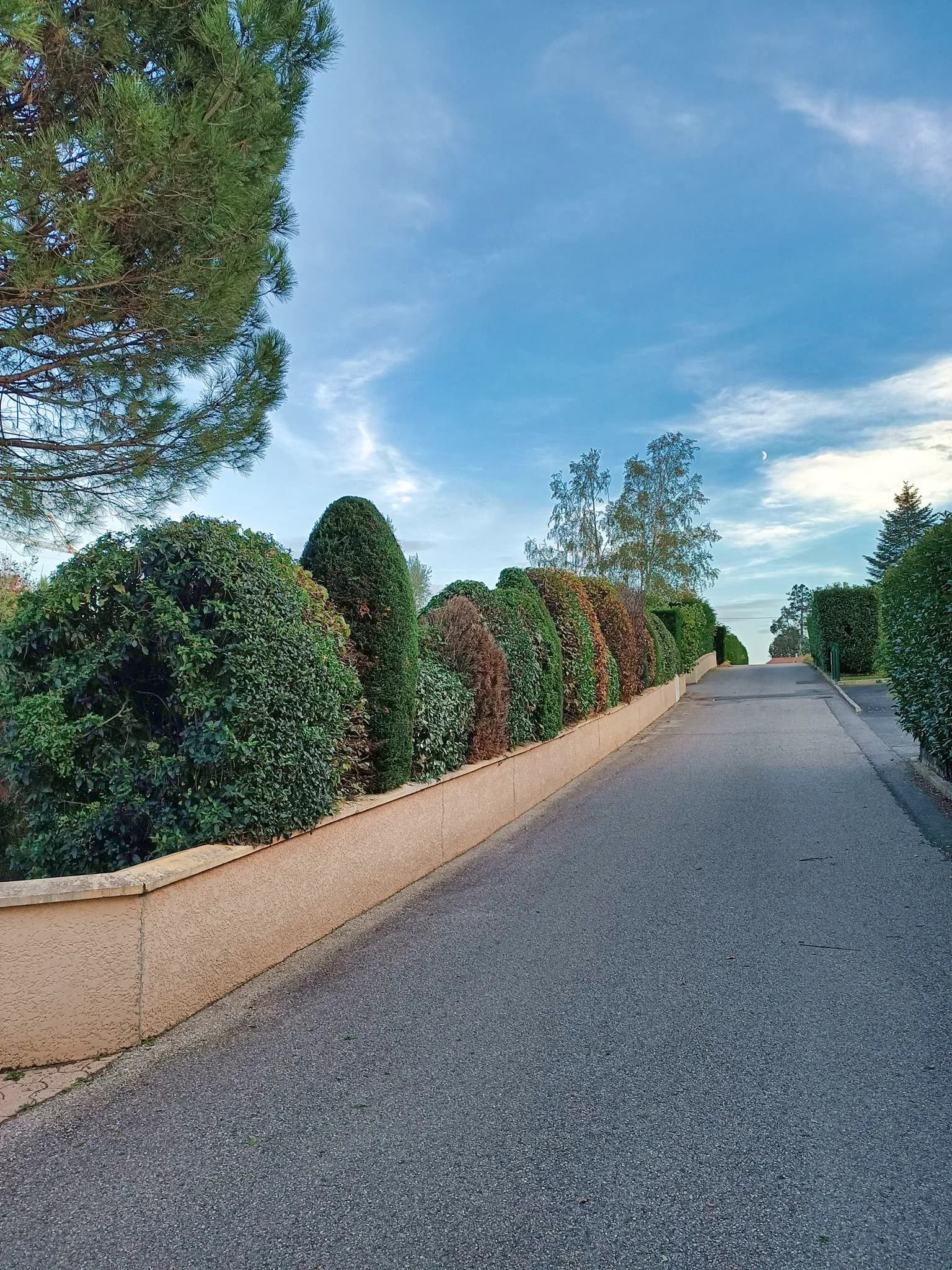 Taille d’arbustes en topiaire — Limonest