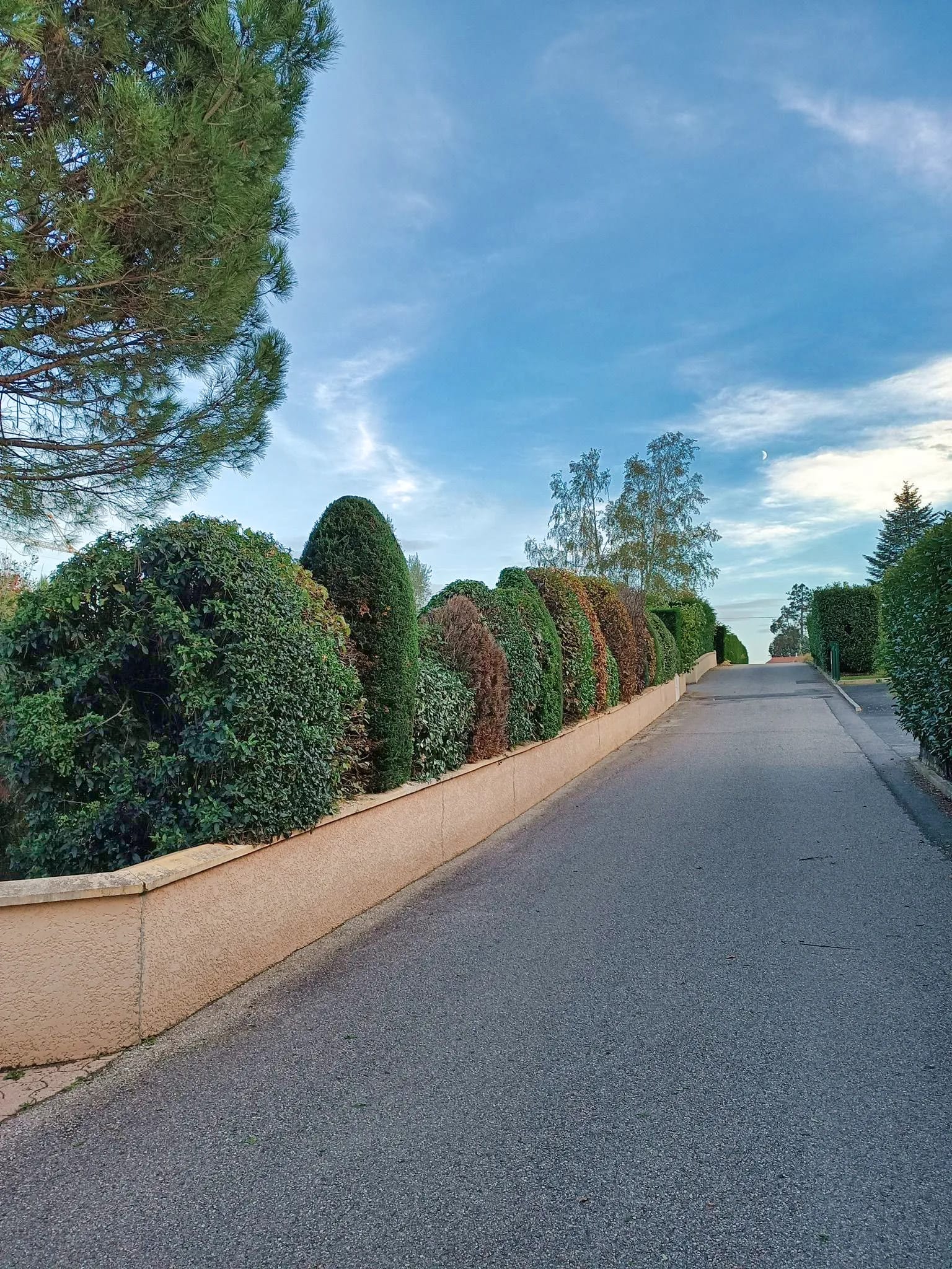 Arbustes taillés en boules régulières le long d’une allée à Limonest